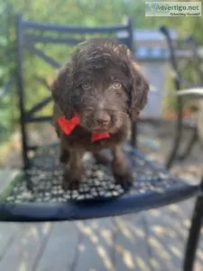 Labradoodle Puppies