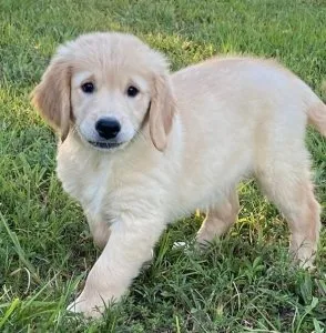 AKC Golden Retriever Puppies