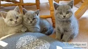 Cute British Shorthair Kittens