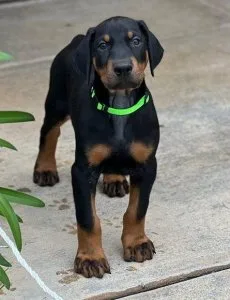 Top home raised Doberman Pinscher Puppies.