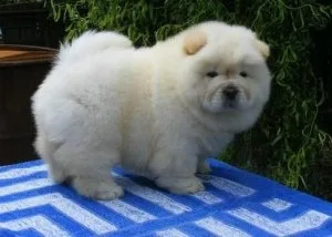 Affectionate Chow Chow Puppies Available For Sale