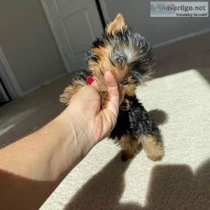 Yorkie puppies available