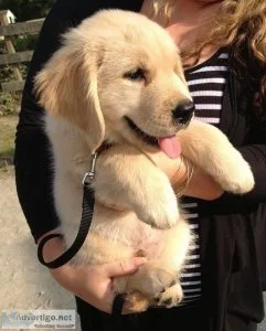 dhrty Quality Golden Retriever Puppies