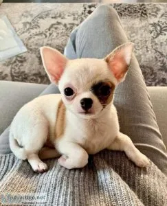 Chihuahua puppies