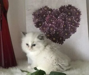 Ragdoll kittens for good home