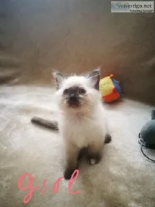 Cute Birman Kittens