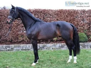 Well trained friesian horse available