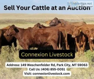 One Stop Solution to Cattle for Sale ConneXion Livestock