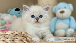 Beautiful Ragdoll Kittens for sale
