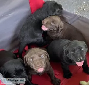 AKC Labrador puppies