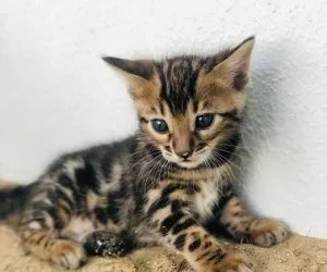 Bengal kittens now available