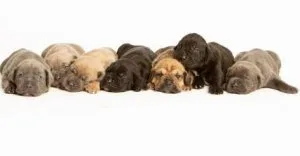 HGJRJMR NBMH Cane Corso puppies