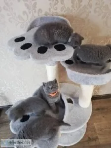 Xmas Chunky British Blue kittens for sale