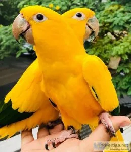 Sweet Golden Counre birds