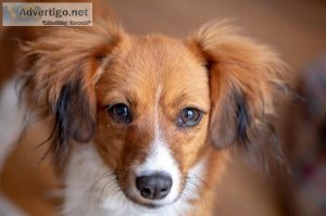 Does My Dog Have Lice - Veterinarian Markham ON