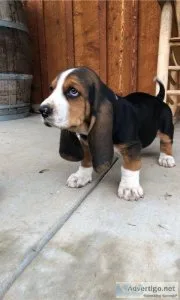 Home raised Basset Hound puppies