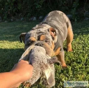 English bulldog puppies