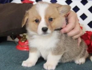 dhru  Pembroke Welsh Corgi puppies