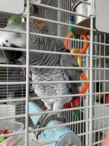 Good African Grey parrot available now