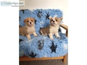Pembrokshire corgi males and female