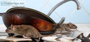 Top rodent control services in gurgaon