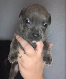hrut   Staffordshire bull terrier puppies
