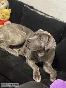 Cane Corso