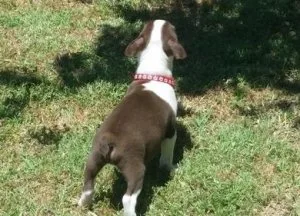 Charming Boston Terrier puppies