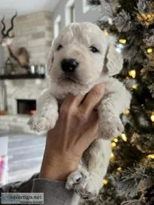 F1 Standard English Goldendoodles