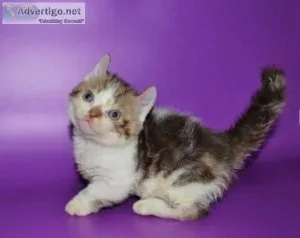 Pure breed Munchkin kittens for adoption