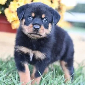 AKC reg. Rottweiler Puppies for sale.