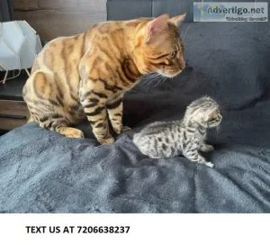 4 REGISTERED BENGAL KITTENS available for New home