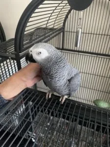 Sweet African Grey parrot