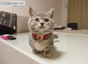 Beautiful Munchkin Kittens