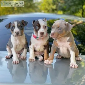 MALE AND FEMALE  AMERICAN PITBULL TERRIER PUPPIES FOR CHRISTMAS