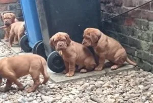 DGRTJH JKUIL Dogue de Bordeaux puppies
