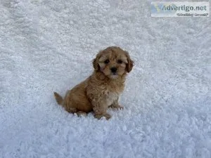 Toy Poodle Puppies