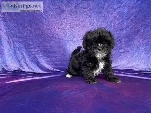 Yorkie Poodle Puppies