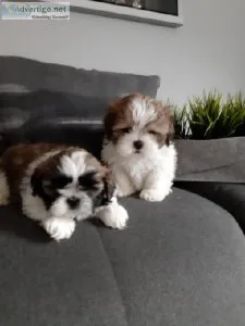 njty  Male and Female Shih Tzu puppies