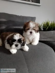 vghr Male and Female Shih Tzu puppies