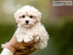vgre Charming MALTIPOO  puppies