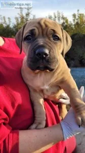South African Mastiff - BoerBoel Pup