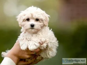 vhjh Charming MALTIPOO  puppies