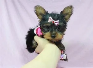 AKC Teacup Yorkie puppies ready to go now.