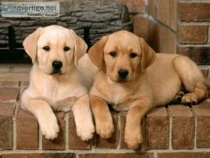 Male and female Labrador Retriever puppies.