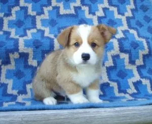 kyuu Pembroke Welsh Corgi puppies