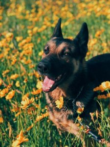 Dog Bite Prevention Tips - Veterinary Clinic Greenbrae CA