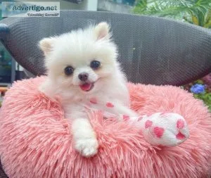 MALE AND FEMALE  POMERANIAN  PUPPIES FOR CHRISTMAS