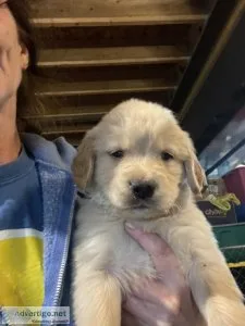 Golden Retriever Puppies