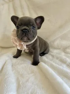 French Bulldog puppies